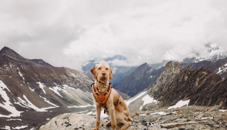 A dog in a harness sits proudly on a snowy mountain peak, showcasing natural beauty.
