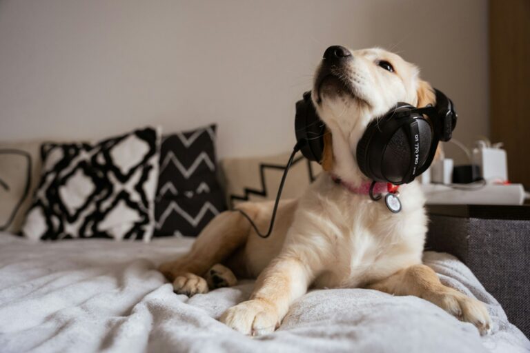a dog laying on a bed wearing headphones